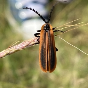 Trichalus sp. (genus) at Paddys River, ACT - 12 Apr 2022 01:22 PM