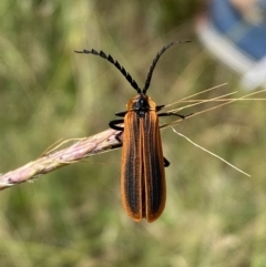 Trichalus sp. (genus) at Paddys River, ACT - 12 Apr 2022 01:22 PM