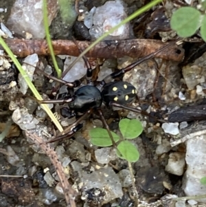 Zodariidae (family) at Paddys River, ACT - 12 Apr 2022 01:25 PM