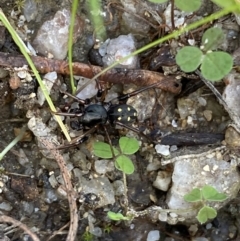 Zodariidae (family) at Paddys River, ACT - 12 Apr 2022 01:25 PM