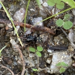 Zodariidae (family) at Paddys River, ACT - 12 Apr 2022 01:25 PM