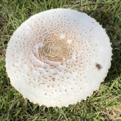 Chlorophyllum/Macrolepiota sp. (genus) at Paddys River, ACT - 12 Apr 2022 by Steve_Bok