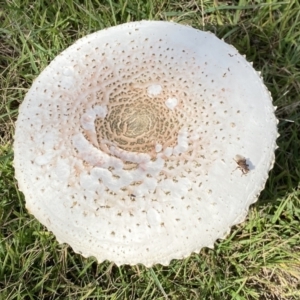 Chlorophyllum/Macrolepiota sp. (genus) at Paddys River, ACT - 12 Apr 2022