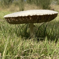 Chlorophyllum/Macrolepiota sp. (genus) at Paddys River, ACT - 12 Apr 2022