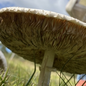 Chlorophyllum/Macrolepiota sp. (genus) at Paddys River, ACT - 12 Apr 2022