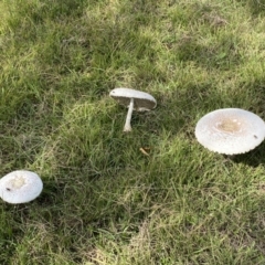 Chlorophyllum/Macrolepiota sp. (genus) at Paddys River, ACT - 12 Apr 2022