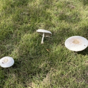 Chlorophyllum/Macrolepiota sp. (genus) at Paddys River, ACT - 12 Apr 2022