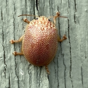 Paropsis atomaria at Paddys River, ACT - 12 Apr 2022 01:54 PM