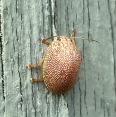 Paropsis atomaria at Paddys River, ACT - 12 Apr 2022