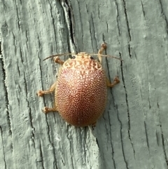 Paropsis atomaria at Paddys River, ACT - 12 Apr 2022