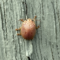 Paropsis atomaria at Paddys River, ACT - 12 Apr 2022 01:54 PM