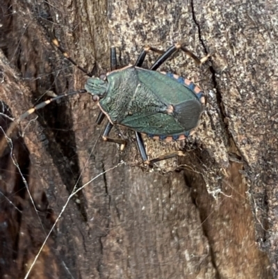 Notius depressus (Shield bug) at Paddys River, ACT - 12 Apr 2022 by Steve_Bok
