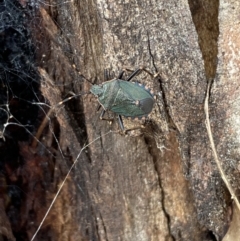 Notius depressus at Paddys River, ACT - 12 Apr 2022 02:10 PM