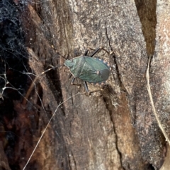 Notius depressus at Paddys River, ACT - 12 Apr 2022