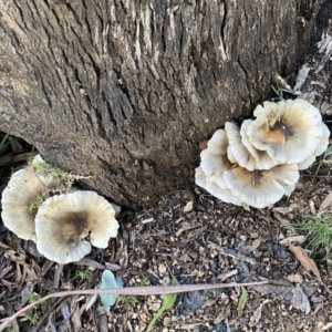 Omphalotus nidiformis at Paddys River, ACT - 12 Apr 2022