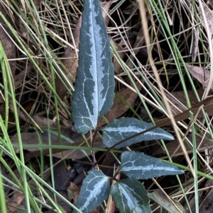 Clematis aristata at Paddys River, ACT - 12 Apr 2022 02:47 PM