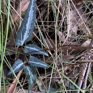 Clematis aristata at Paddys River, ACT - 12 Apr 2022