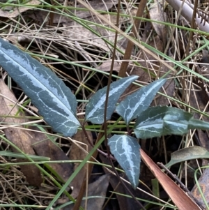 Clematis aristata at Paddys River, ACT - 12 Apr 2022