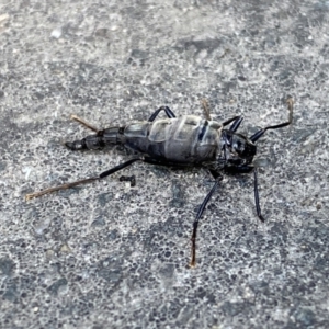 Boreoides subulatus at Paddys River, ACT - 12 Apr 2022 03:45 PM