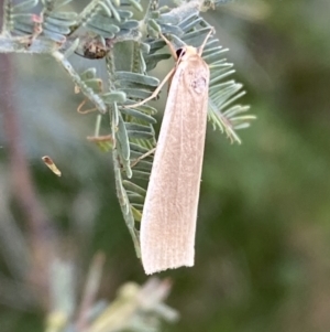 Palaeosia undescribed species at Paddys River, ACT - 12 Apr 2022