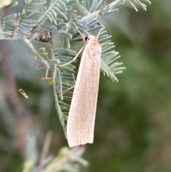 Palaeosia undescribed species at Paddys River, ACT - 12 Apr 2022