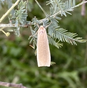 Palaeosia undescribed species at Paddys River, ACT - 12 Apr 2022