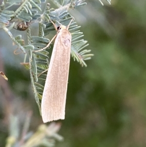 Palaeosia undescribed species at Paddys River, ACT - 12 Apr 2022