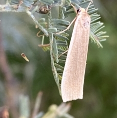 Palaeosia undescribed species at Paddys River, ACT - 12 Apr 2022