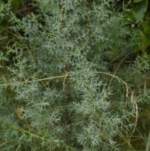 Cupressus arizonica at Karabar, NSW - 12 Apr 2022