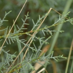 Cupressus arizonica at Karabar, NSW - 12 Apr 2022