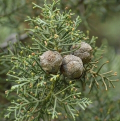 Cupressus arizonica at Karabar, NSW - 12 Apr 2022