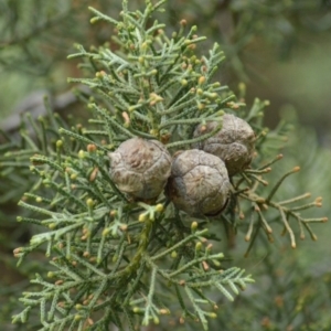 Cupressus arizonica at Karabar, NSW - 12 Apr 2022