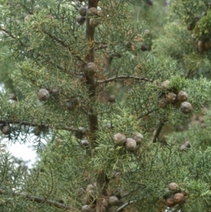 Cupressus arizonica at Karabar, NSW - 12 Apr 2022