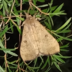 Rhapsa suscitatalis (Wedged Rhapsa) at Gordon, ACT - 12 Apr 2022 by michaelb