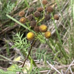 Tanacetum vulgare (Tansy) at Acton, ACT - 12 Apr 2022 by NedJohnston