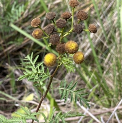 Tanacetum vulgare (Tansy) at Acton, ACT - 12 Apr 2022 by Ned_Johnston