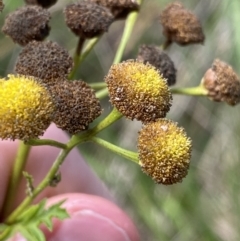 Tanacetum vulgare at Acton, ACT - 12 Apr 2022