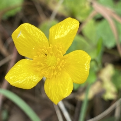 Ranunculus repens (Creeping Buttercup) at Acton, ACT - 12 Apr 2022 by Ned_Johnston
