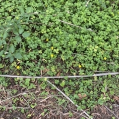 Ranunculus repens at Acton, ACT - 12 Apr 2022 11:20 AM