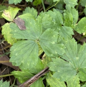 Ranunculus repens at Acton, ACT - 12 Apr 2022 11:20 AM