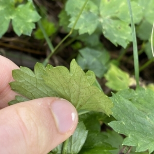 Ranunculus repens at Acton, ACT - 12 Apr 2022 11:20 AM