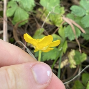 Ranunculus repens at Acton, ACT - 12 Apr 2022 11:20 AM