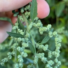 Chenopodium album (Fat Hen) at Acton, ACT - 12 Apr 2022 by Ned_Johnston