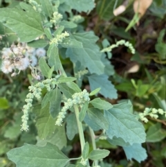 Chenopodium album at Acton, ACT - 12 Apr 2022