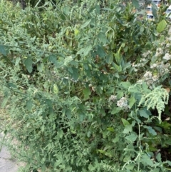 Chenopodium album at Acton, ACT - 12 Apr 2022