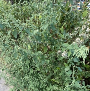 Chenopodium album at Acton, ACT - 12 Apr 2022