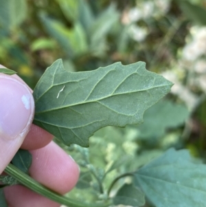 Chenopodium album at Acton, ACT - 12 Apr 2022