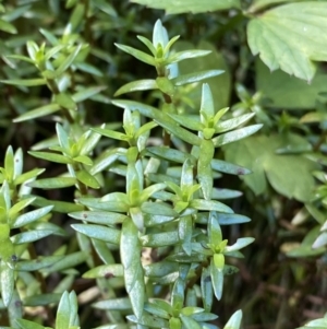 Crassula helmsii at Acton, ACT - 12 Apr 2022