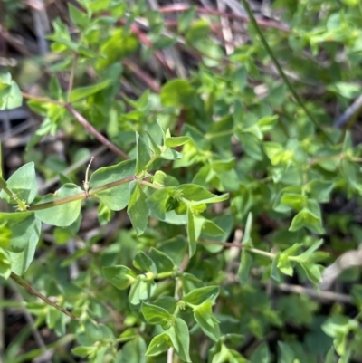 Euphorbia peplus (Petty Spurge) at Acton, ACT - 12 Apr 2022 by NedJohnston