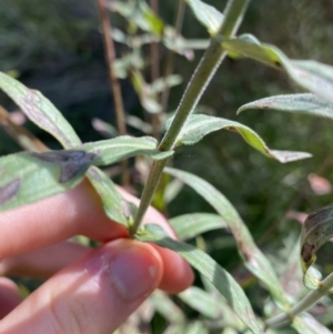 Lythrum salicaria at Acton, ACT - 12 Apr 2022